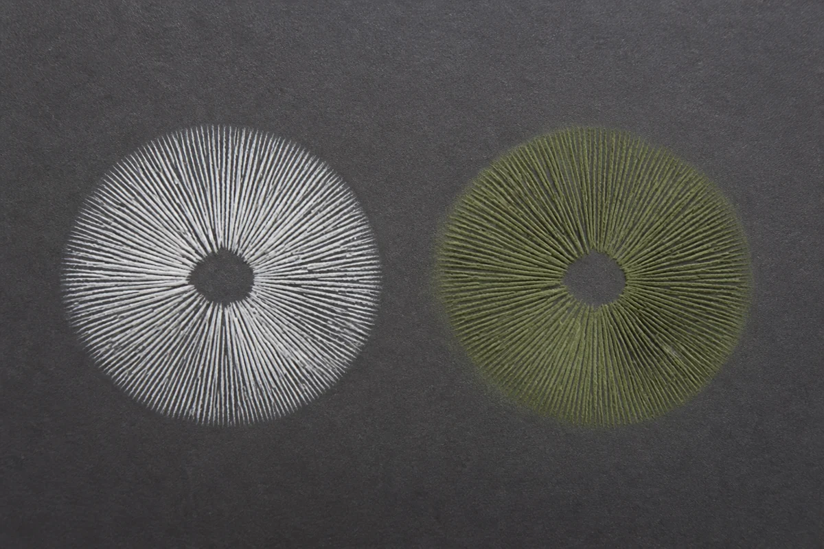 Two mushroom spore prints side by side on dark gray card, the left one a clean white radial pattern and the right one the same pattern in a distinct dull green
