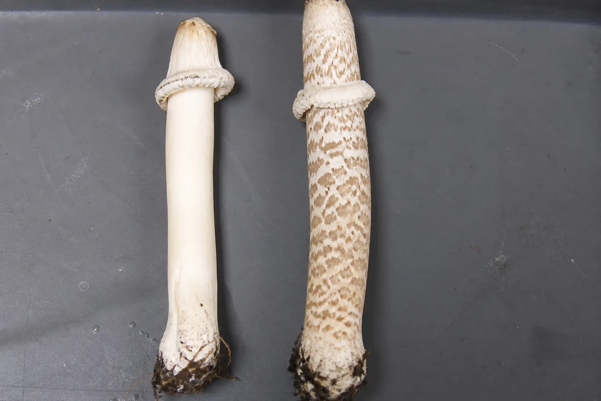 Two mushroom stems side by side on a dark tray, the left one plain and pale and the right one taller with distinct brown snakeskin banding, both with rings