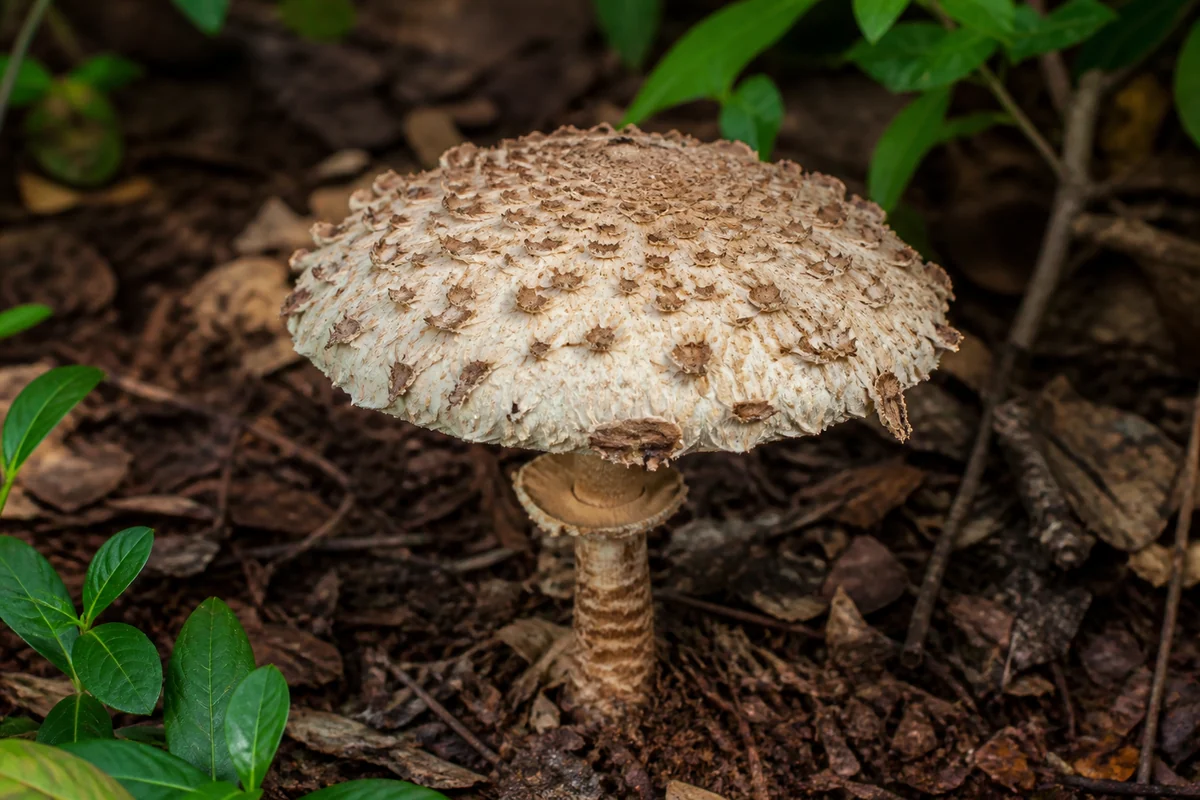 Shaggy parasol mushroom in leaf mould with a broad pale cap covered in coarse upturned brown scales
