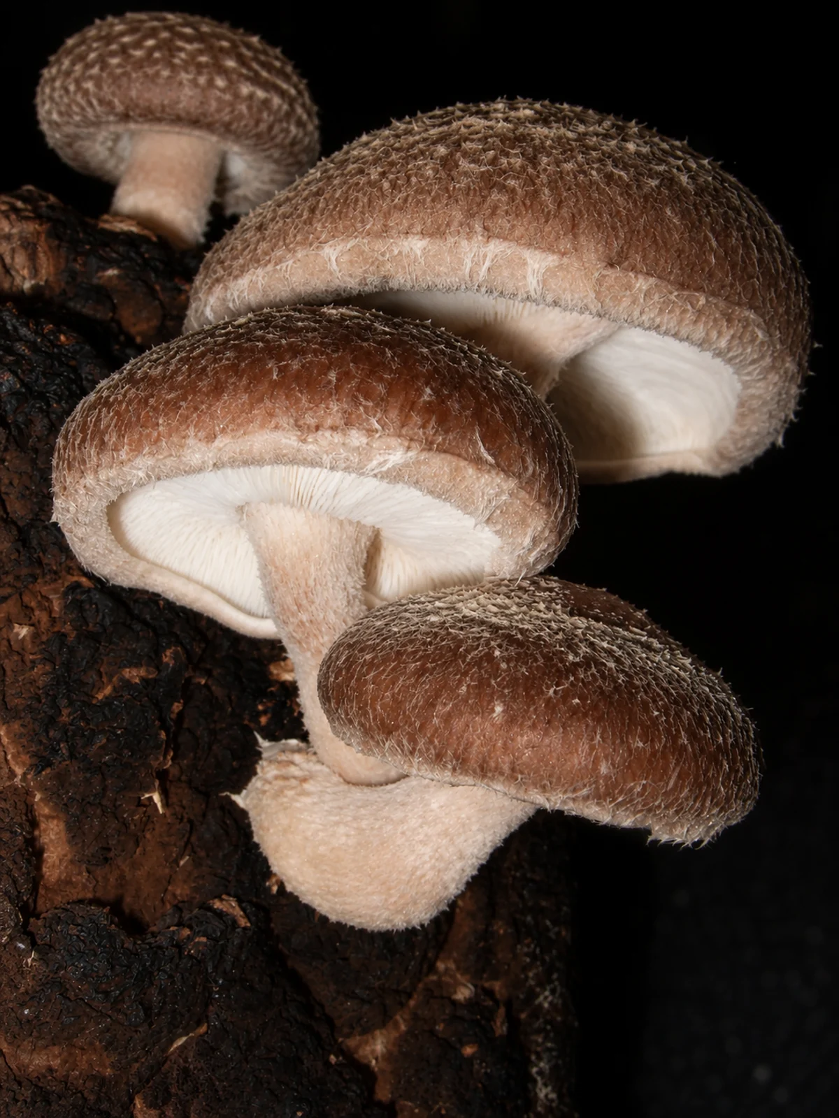 Fresh shiitake caps with visible gills and firm stems