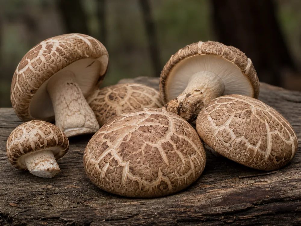 Shiitake
