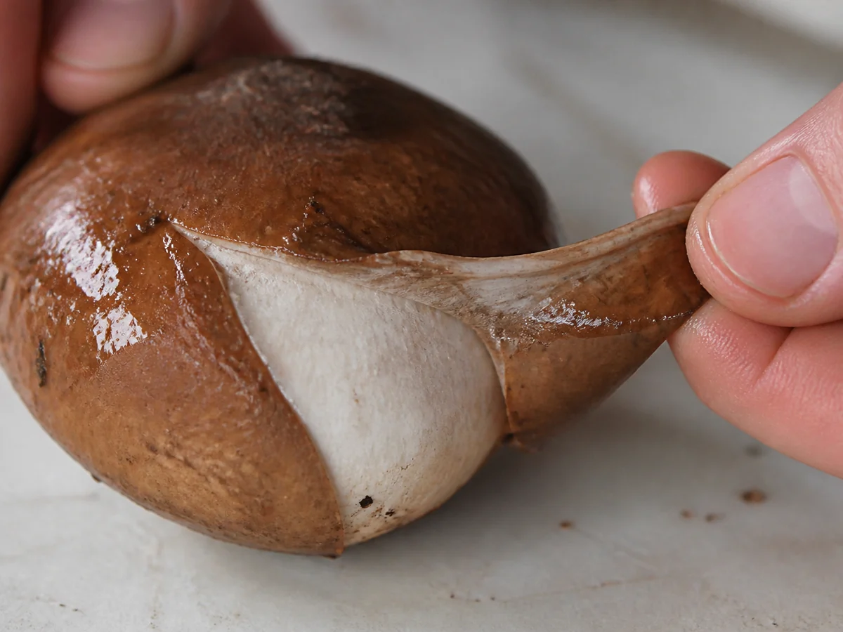 Extreme macro of fingers peeling the glossy brown slimy skin away from a mushroom cap in one strip, revealing pale flesh underneath