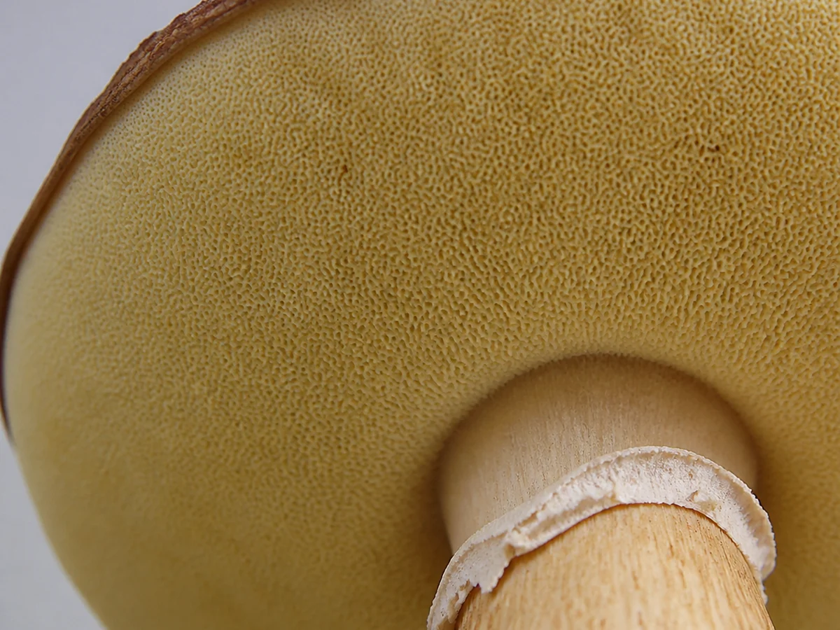 Extreme macro of the underside of a bolete cap showing a fine pale yellow sponge-like pore surface with no gills, and a veil ring on the stem