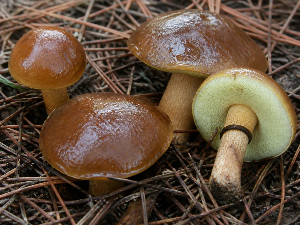 Slippery jack mushrooms in pine needle litter, glossy chestnut brown slimy caps, one tipped to show a pale yellow pore surface and a dark ring on the stem