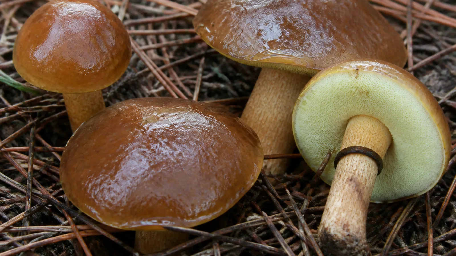 Slippery jack mushrooms in pine needle litter with glossy chestnut brown slimy caps