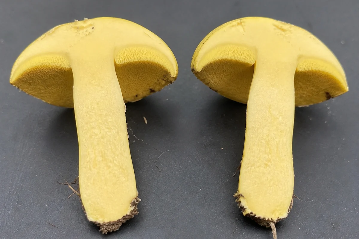 A small yellow mushroom cut in half lengthwise on a dark tray, the flesh of both cap and stem an even pale yellow with no color change at the cut face