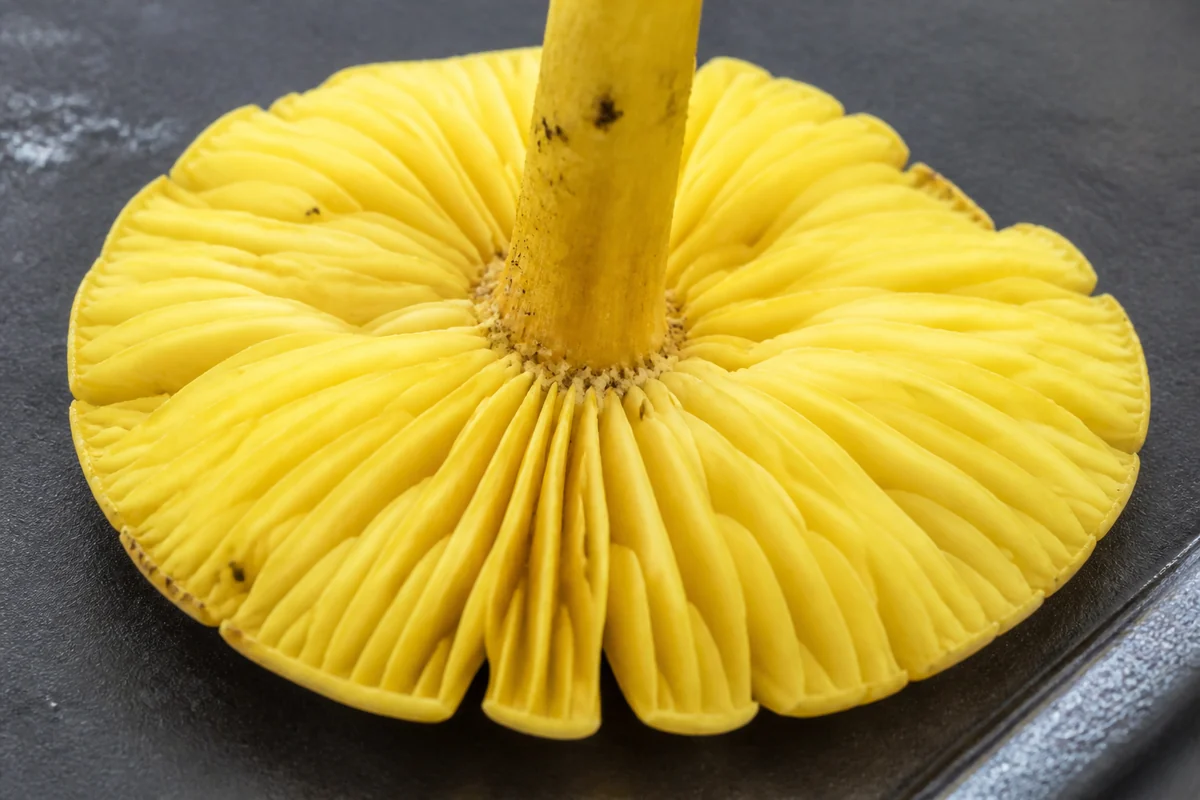 A bright yellow mushroom turned upside down on a dark tray showing broad thick widely spaced sulphur yellow gills notching where they meet the yellow stem