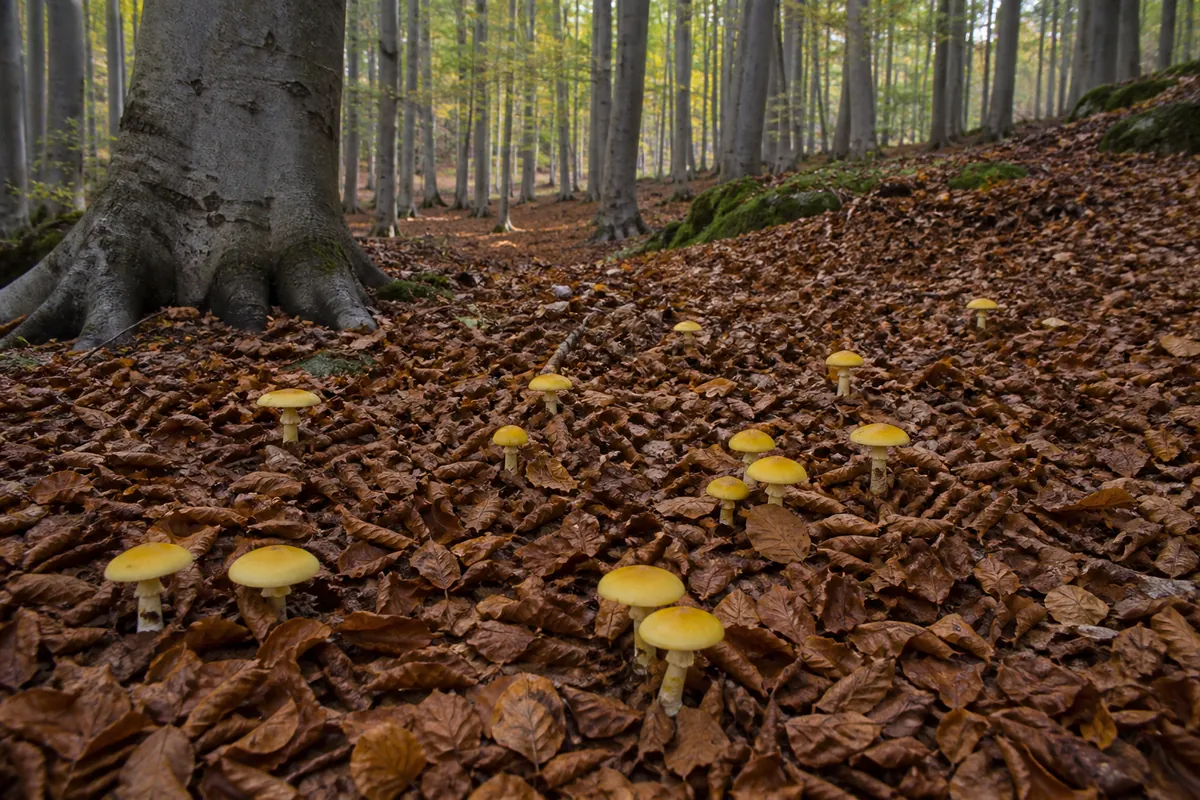 A beech woodland floor in autumn with smooth gray trunks and deep copper fallen leaves, and a scattered group of small bright yellow capped mushrooms coming up through them