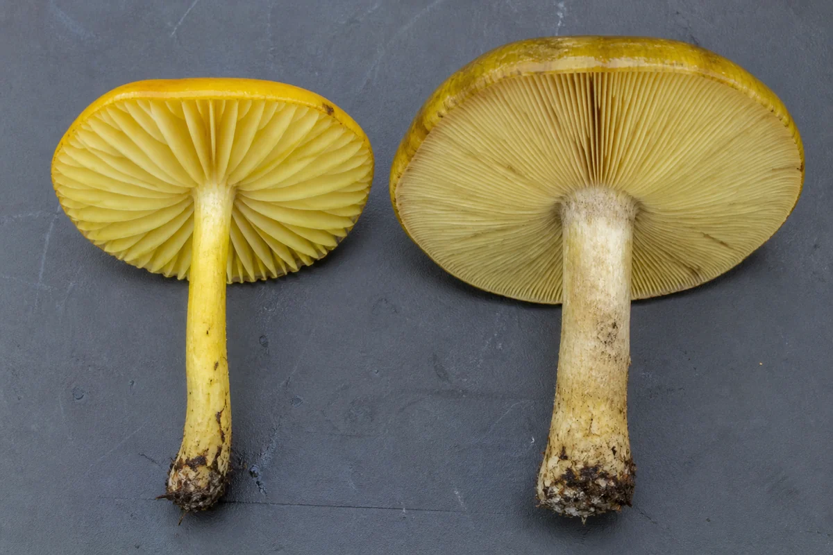 Two yellow capped mushrooms upside down side by side on a dark tray, the left with broad widely spaced yellow gills and a slender yellow stem, the right larger with thin crowded gills, a stickier darker olive-yellow cap and a stouter paler stem