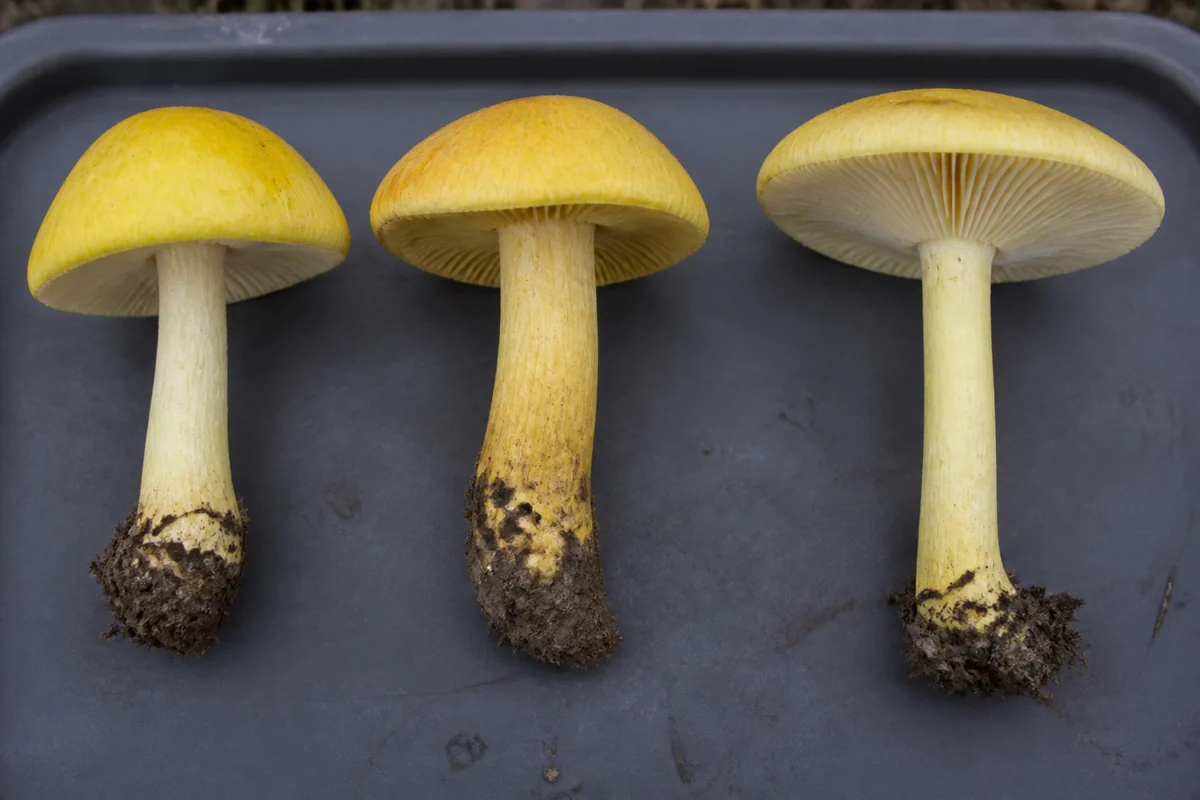 Three different yellow capped woodland mushrooms in a row on a dark tray, each a slightly different shade and size with visibly different gill spacing and stem thickness