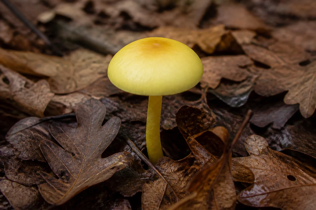 Sulphur knight mushroom in oak leaf litter with a bright sulphur yellow cap and slender yellow stem