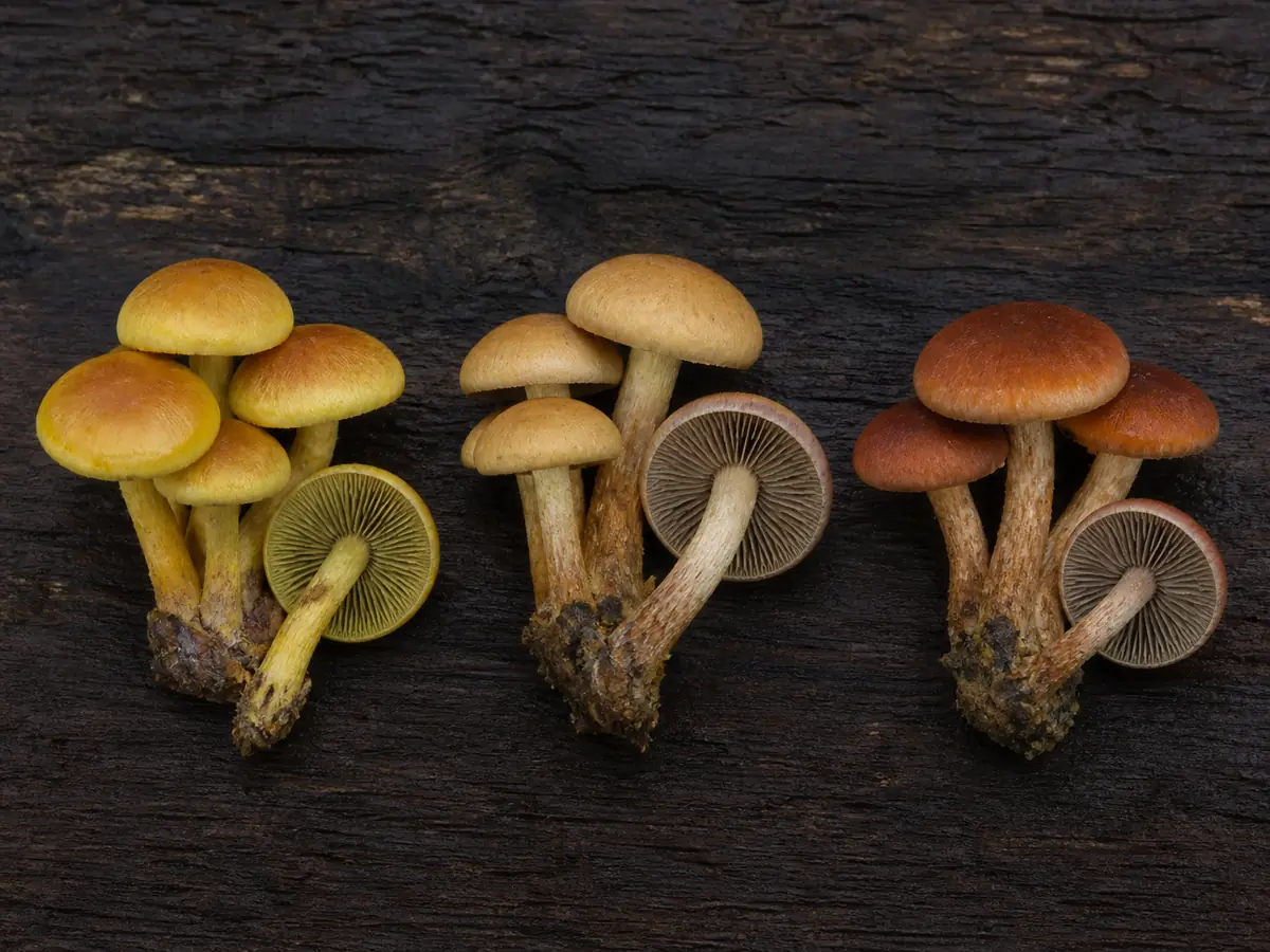 Sulphur tuft, conifer tuft, and brick cap clusters showing cap centers and mature gill colors
