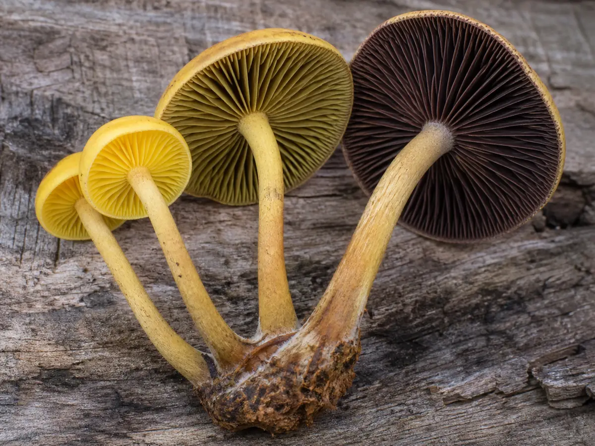 Sulphur tuft cluster with young yellow gills, mature olive gills, dark spores, and fused stems