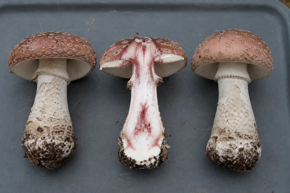 Three reddening amanita mushrooms of similar size in a row on a dark tray with their bases intact, each a slightly different shade of pinkish brown, one cut open showing wine-red staining