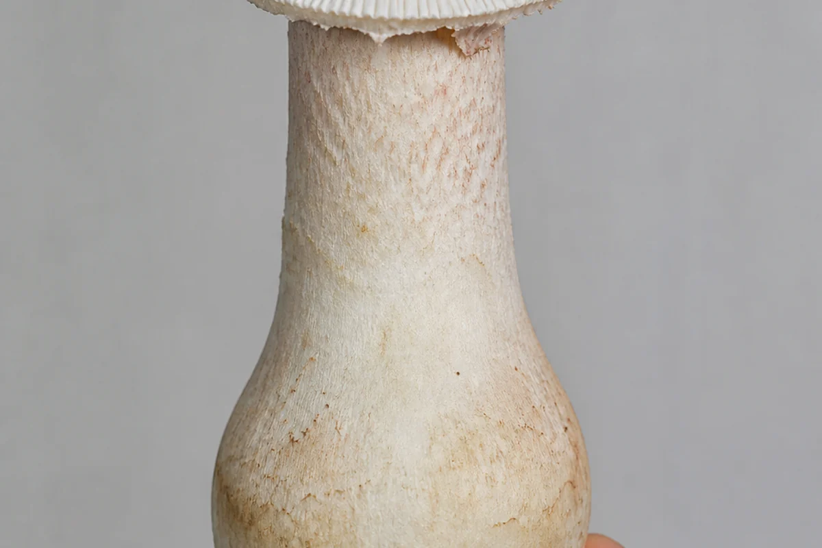 Close view of a blusher stem showing fine radial grooves on the upper surface of the white ring and a smooth turnip-shaped bulb below with no cup