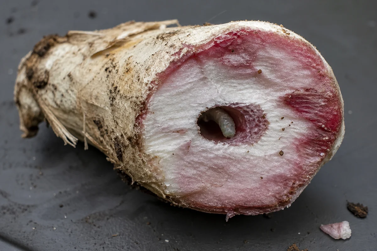 A cut blusher stem on a dark tray with the exposed flesh flushed pink and wine red, and a larval tunnel through it also stained red