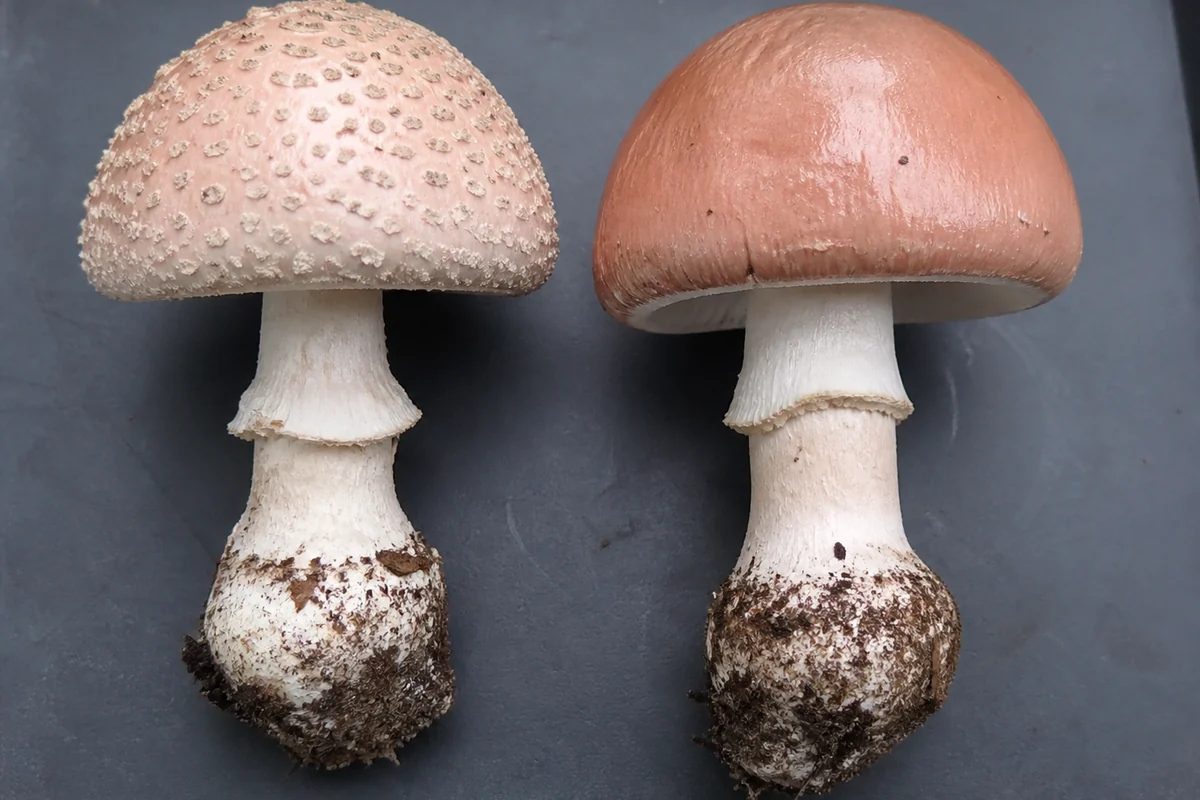 Two blusher mushrooms on a dark tray, one cap still covered in small grayish pink veil warts and the other washed bare and shining dull pinkish brown