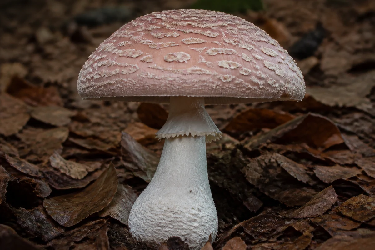 Blusher mushroom in beech leaf litter with a dull pinkish brown warty cap and hanging white ring
