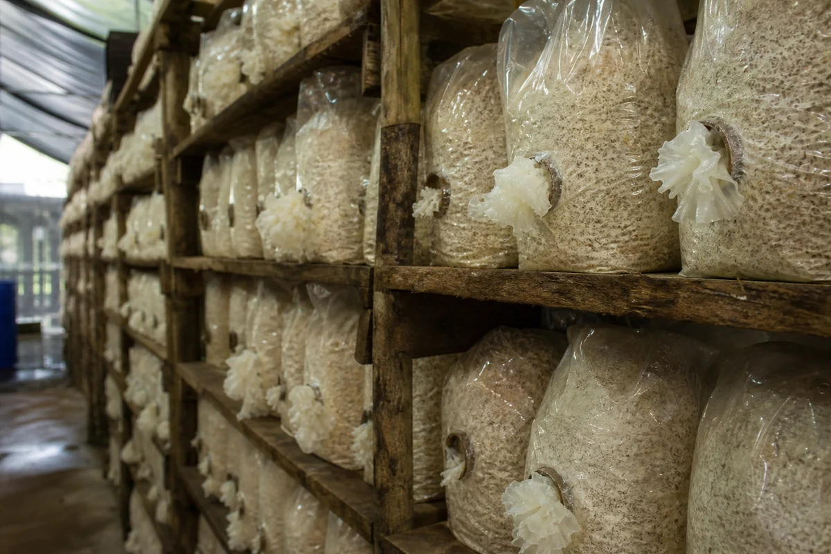 Rows of clear plastic bags packed with pale sawdust substrate on wooden racks inside a humid growing house, each bag with a white frilled jelly fungus emerging from a hole in its side