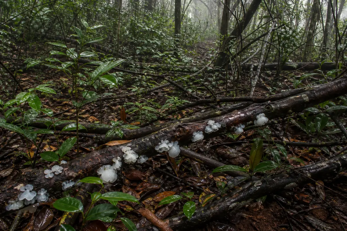 A damp subtropical broadleaf woodland floor with fallen branches among green undergrowth and several small white jelly fungi visible on the dead wood