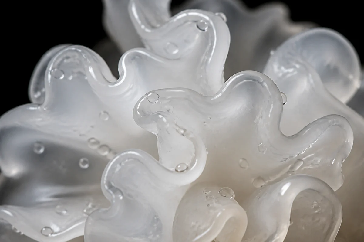 Extreme close view of the frilled lobes of a white translucent jelly fungus lit from behind so light passes through the thin gelatinous folds, water droplets on the surface
