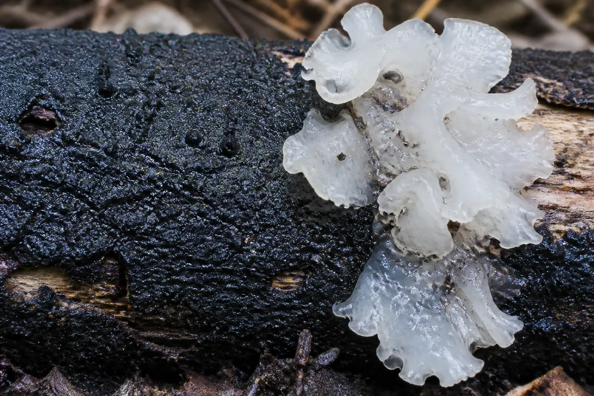 A dead hardwood branch with a rough black crusty fungal layer spread across the bark and a translucent white frilled jelly fungus emerging directly out of the black crust beside it