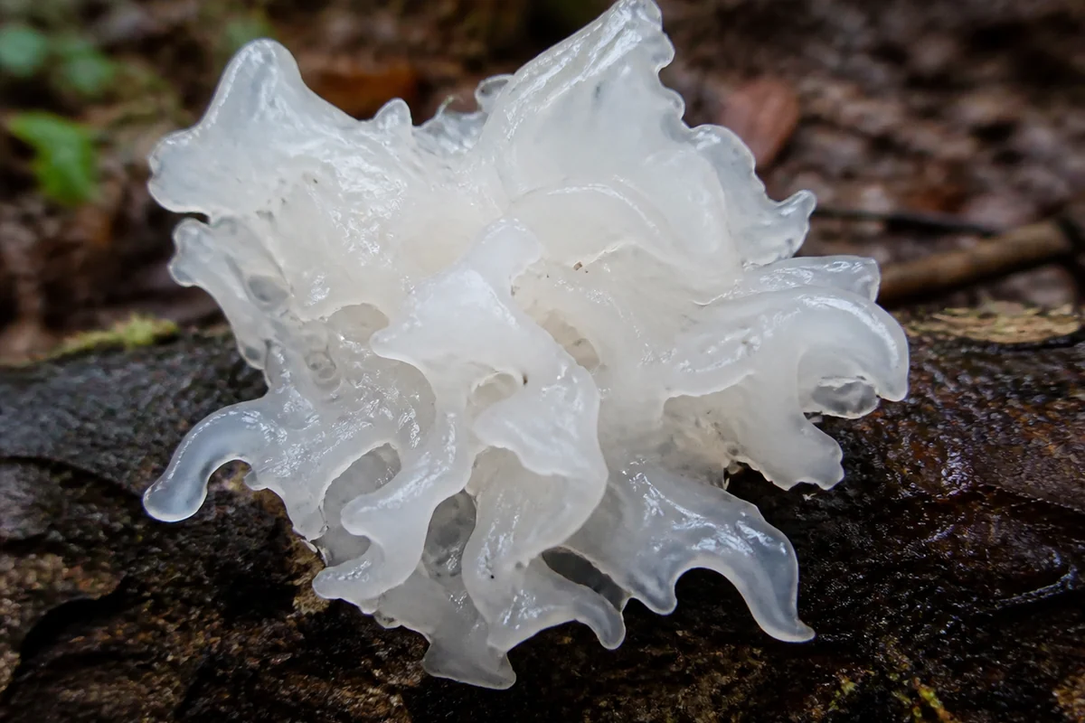 Tremella snow fungus growing from a fallen hardwood branch as a dense rosette of thin translucent white frilled lobes