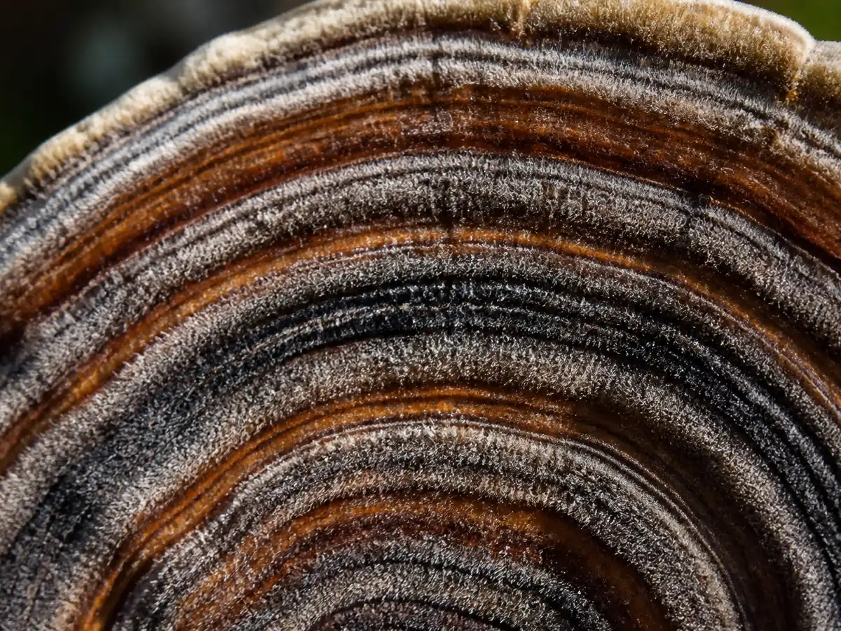 Extreme close view of the upper surface of one turkey tail bracket showing sharply defined concentric growth zones alternating velvety and smooth in brown, rust and gray