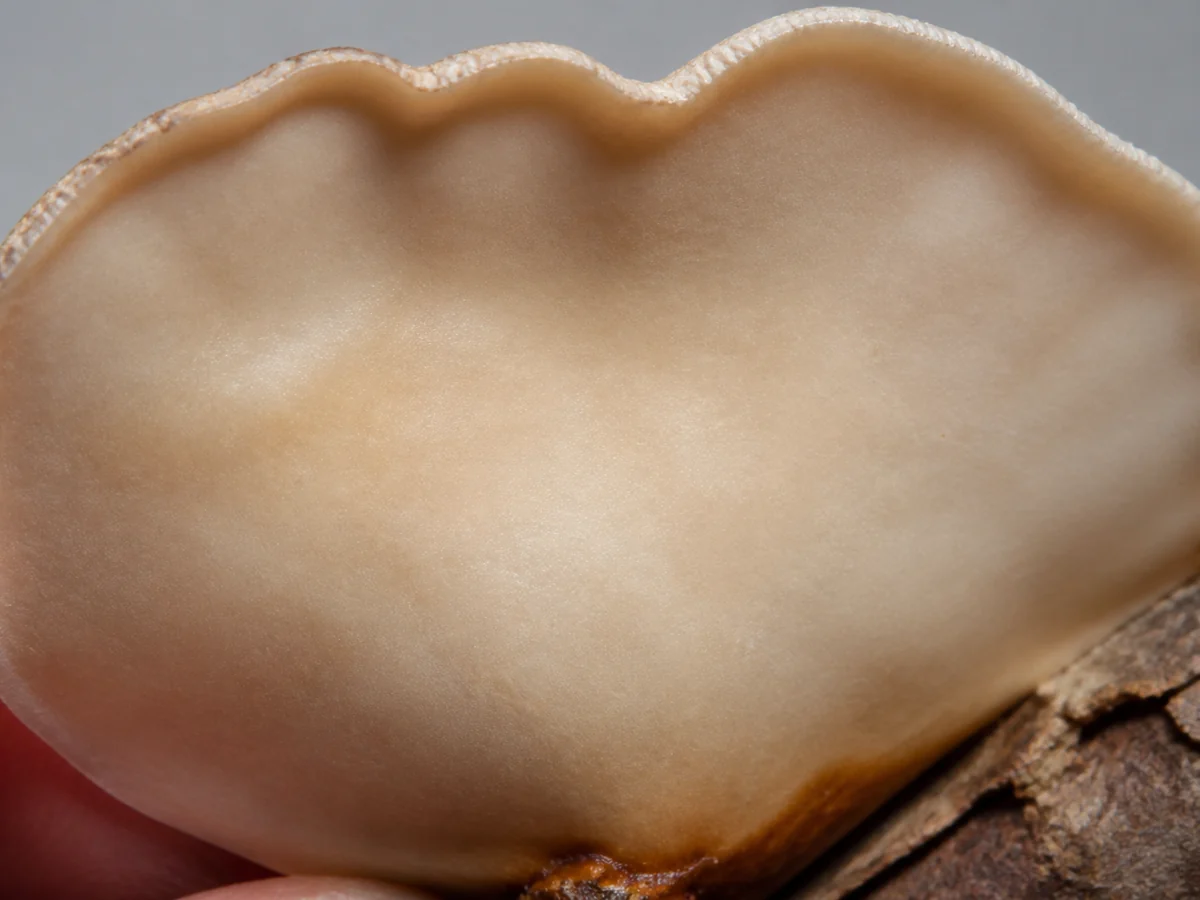 Extreme macro view of the underside of a false turkey tail bracket, a completely smooth buff tan surface with no pores