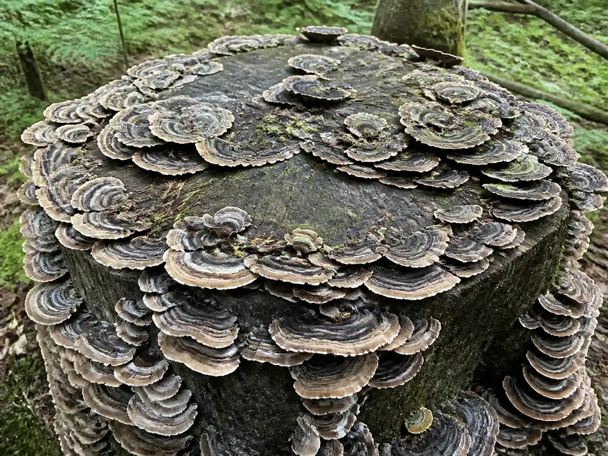 Dozens of thin banded bracket fungi growing in overlapping tiers and rosettes across a cut hardwood stump in a woodland