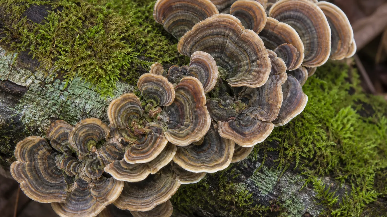 A cluster of turkey tail bracket fungi on a mossy log, thin overlapping fans banded in brown, rust, tan and gray