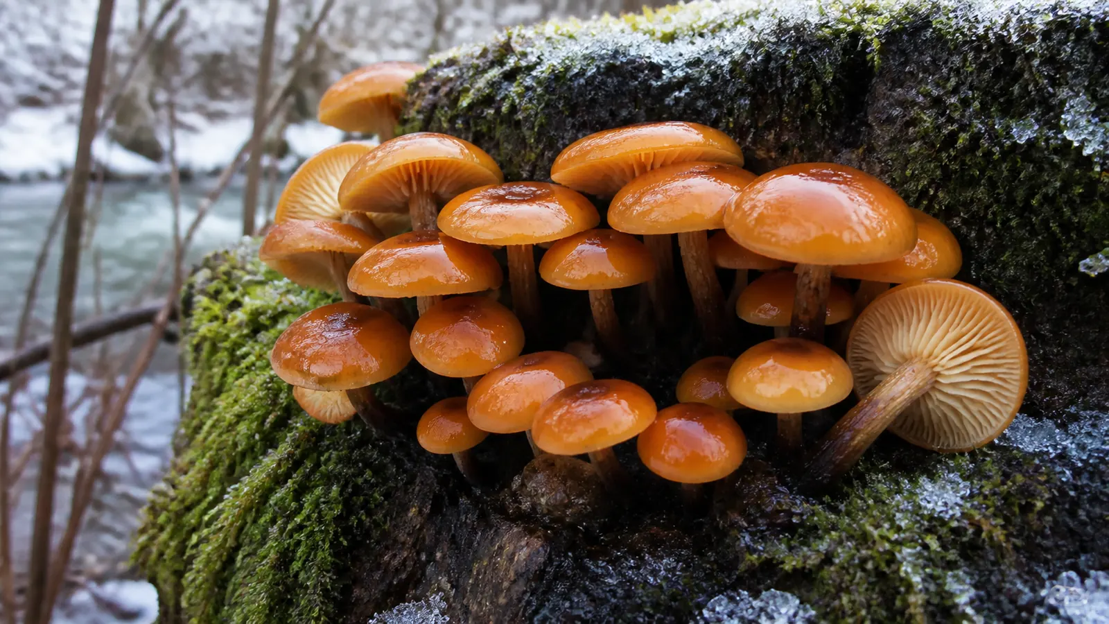 Wild velvet shank cluster with amber sticky caps, pale gills, and dark velvety ringless stems on a winter log