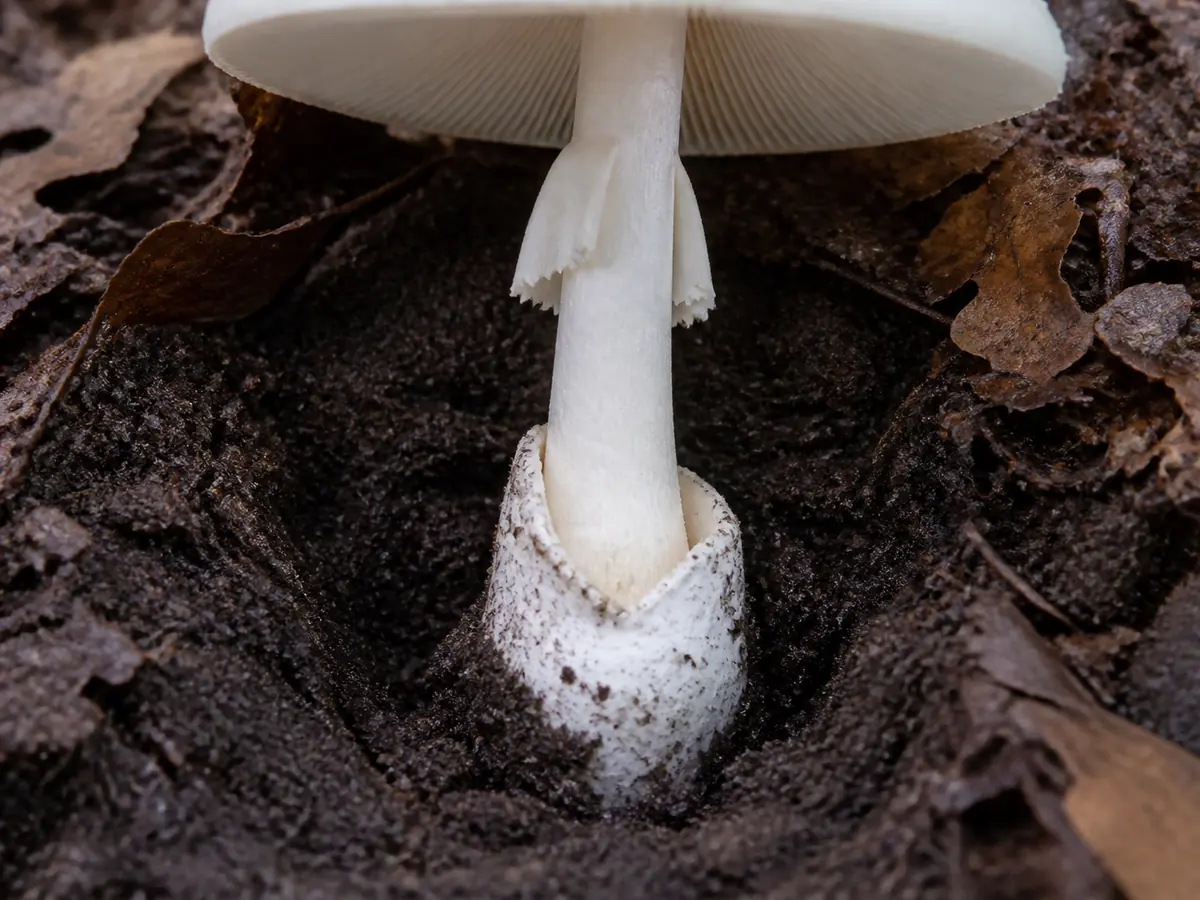 Western destroying angel lifted from oak leaf litter with its fragile ring, white gills, swollen base, and thin membranous volva visible