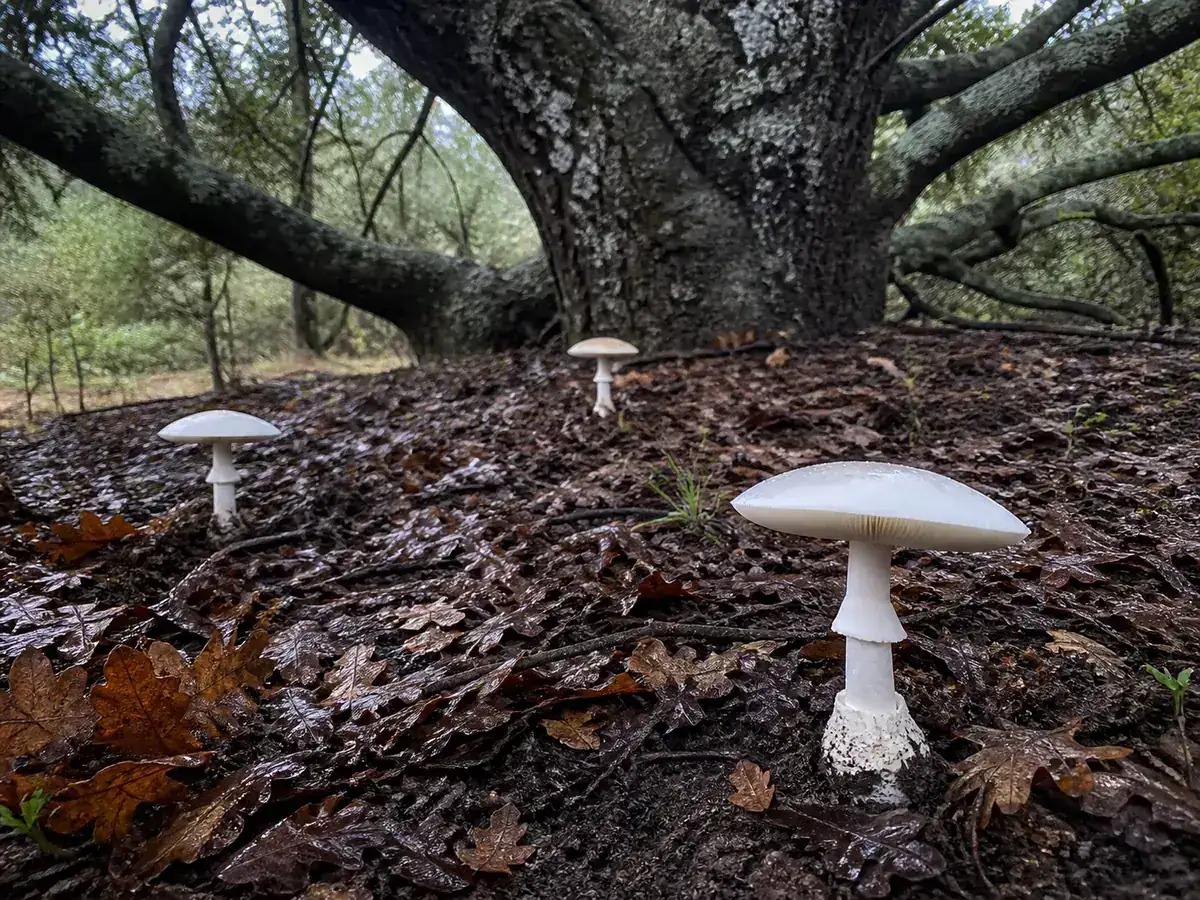Western destroying angels emerging from wet leaf litter beneath coast live oak after winter rain