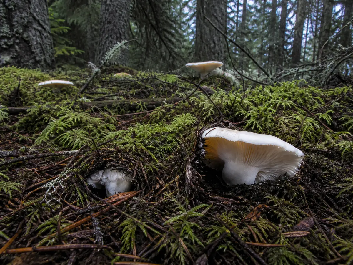 White chanterelles partly hidden in moss and Douglas-fir needle duff beneath western hemlock