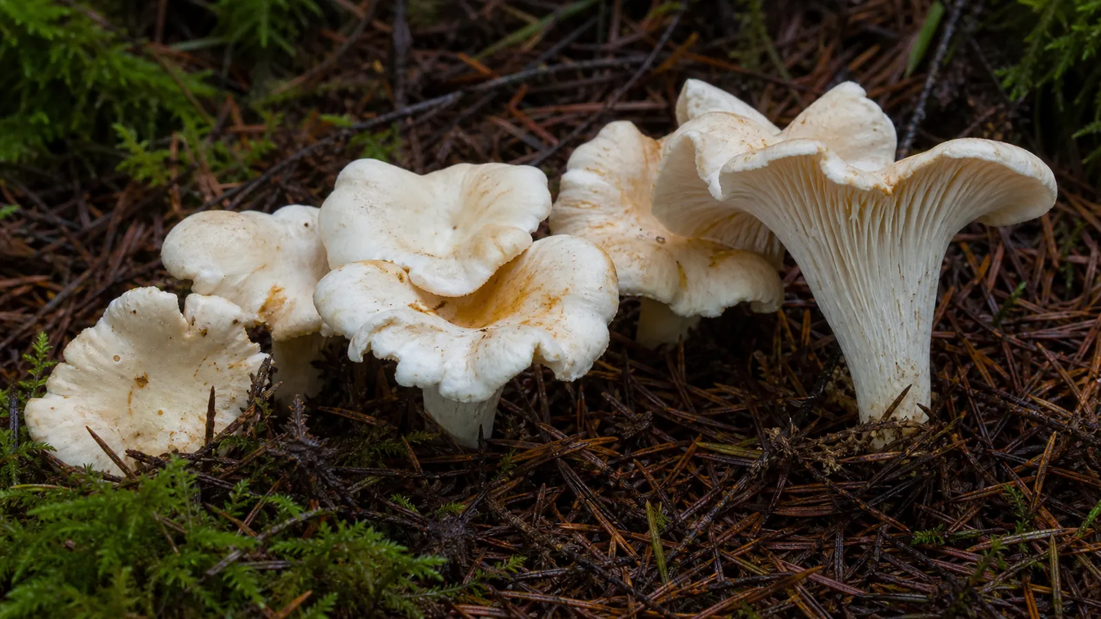 Ivory white chanterelles with wavy caps and blunt ridges in Pacific Northwest conifer duff