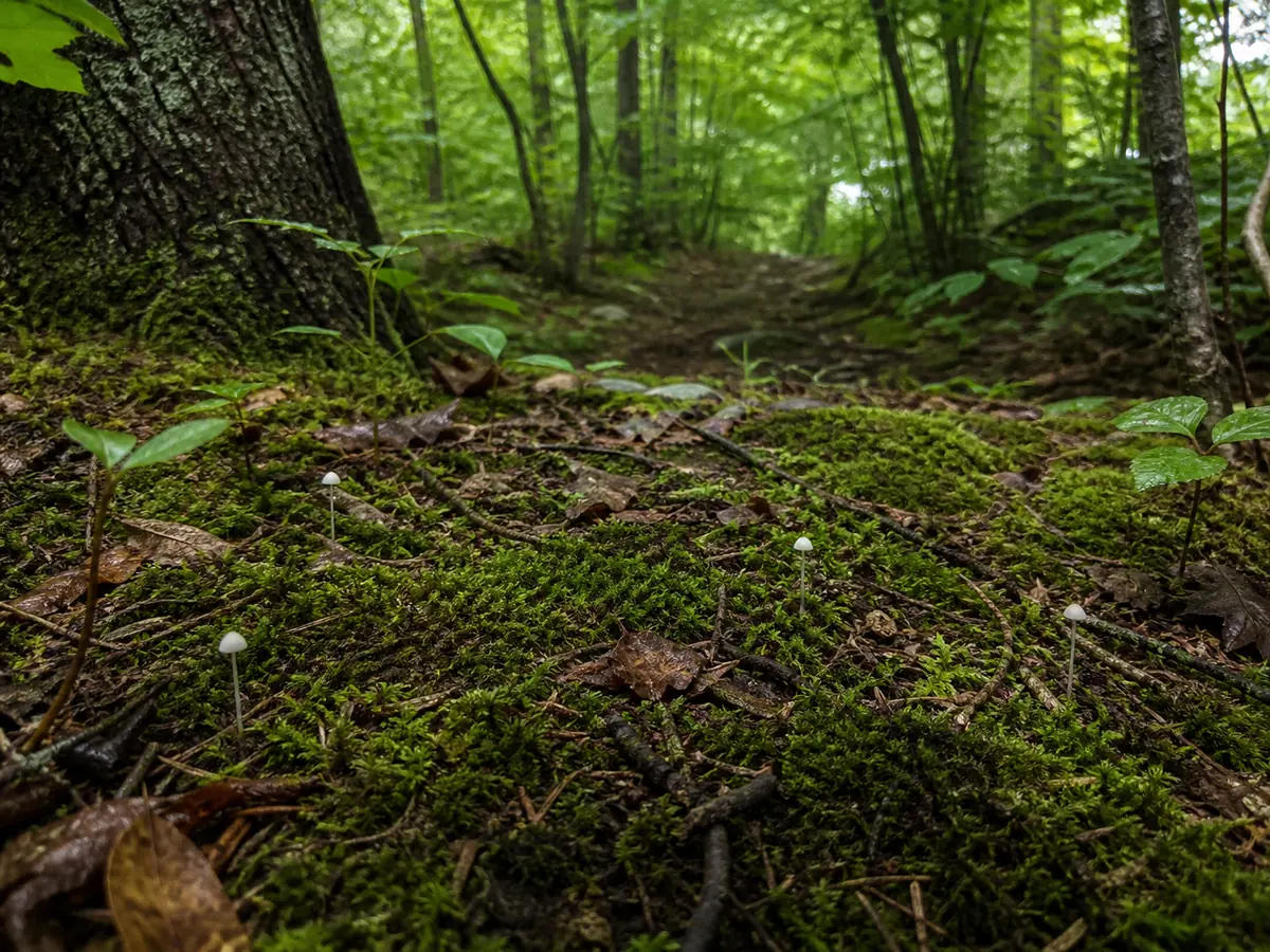 Tiny white fibrecaps scattered in moss beside a mixed woodland path with tree roots and leaf litter visible
