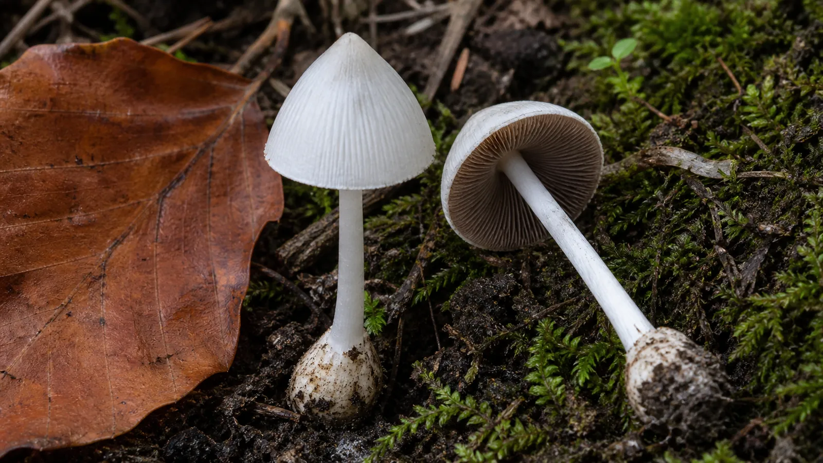 Tiny white fibrecap with a pointed silky cap and slender ringless stem beside moss and a beech leaf