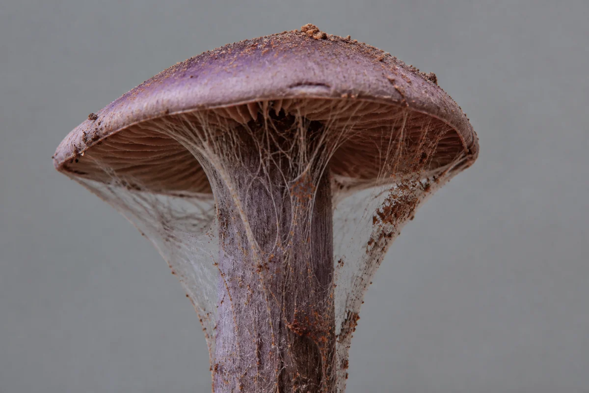 A young purple-brown mushroom seen from the side with a fine pale cobweb veil of silky threads stretched from the cap edge to the stem, some already dusted rusty brown