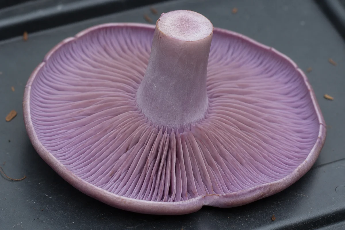 A wood blewit turned upside down on a dark tray showing crowded lilac gills notching sharply at the stem, and a bare stem with no cobweb veil or fibres