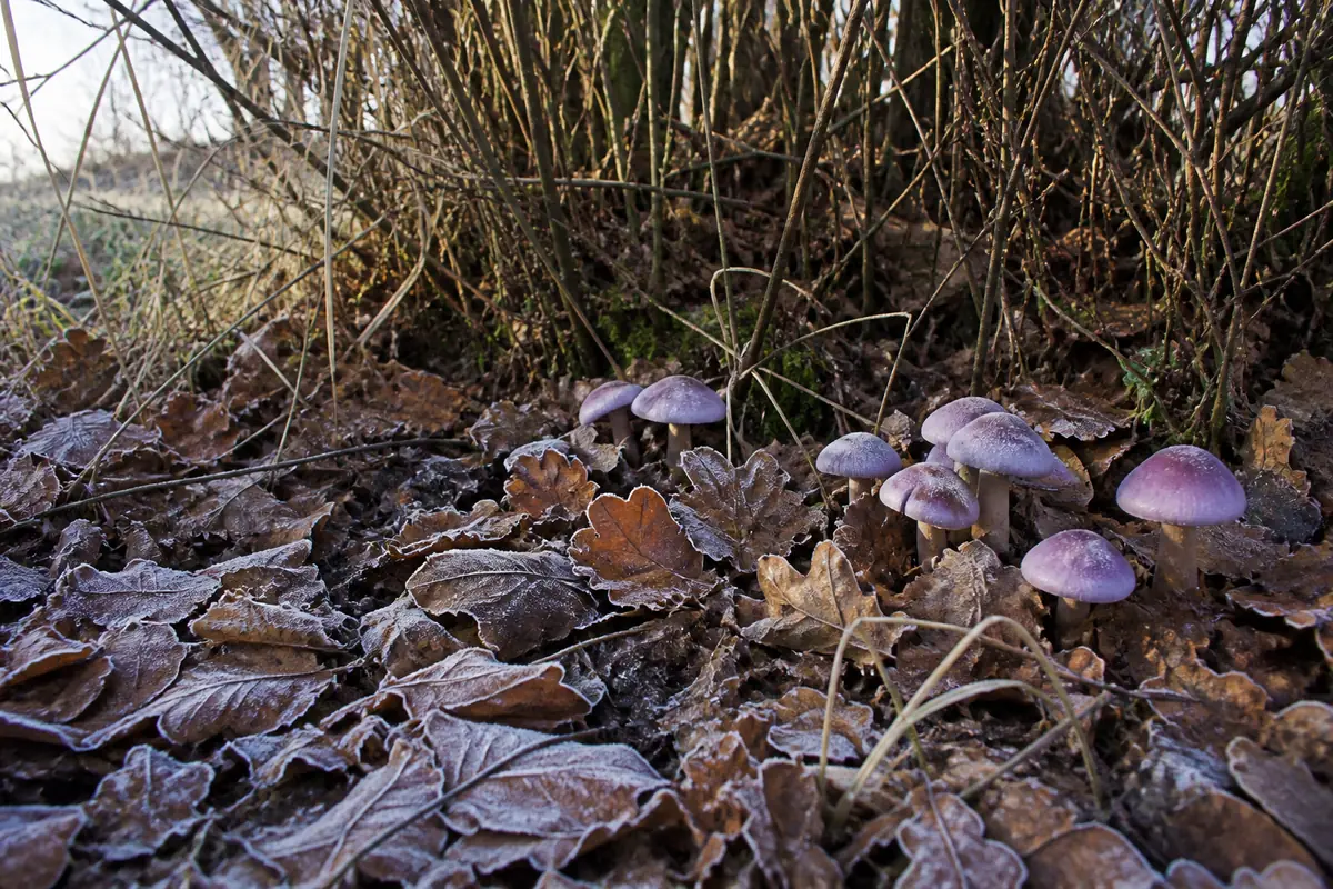 The base of a hedgerow on a frosty late autumn morning, thick fallen leaves with frost along their edges and a loose group of lilac capped mushrooms pushing up through them