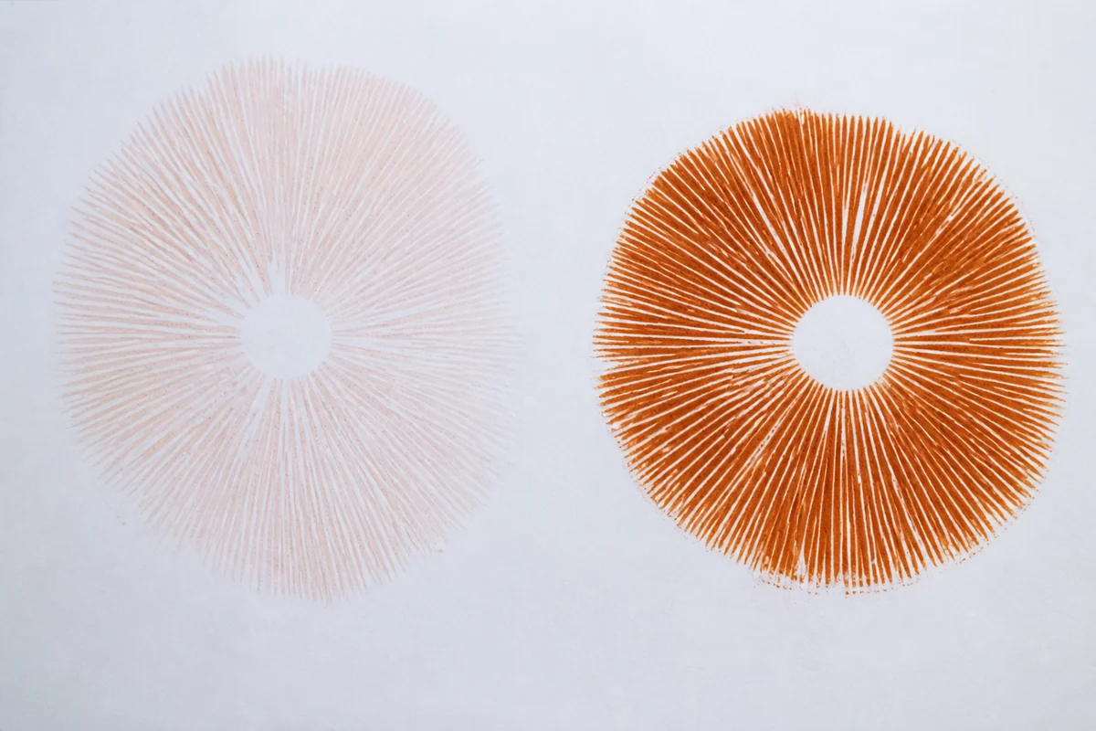 Two spore prints side by side on white paper, the left a very pale pinkish buff radial pattern and the right the same pattern in strong rusty orange brown