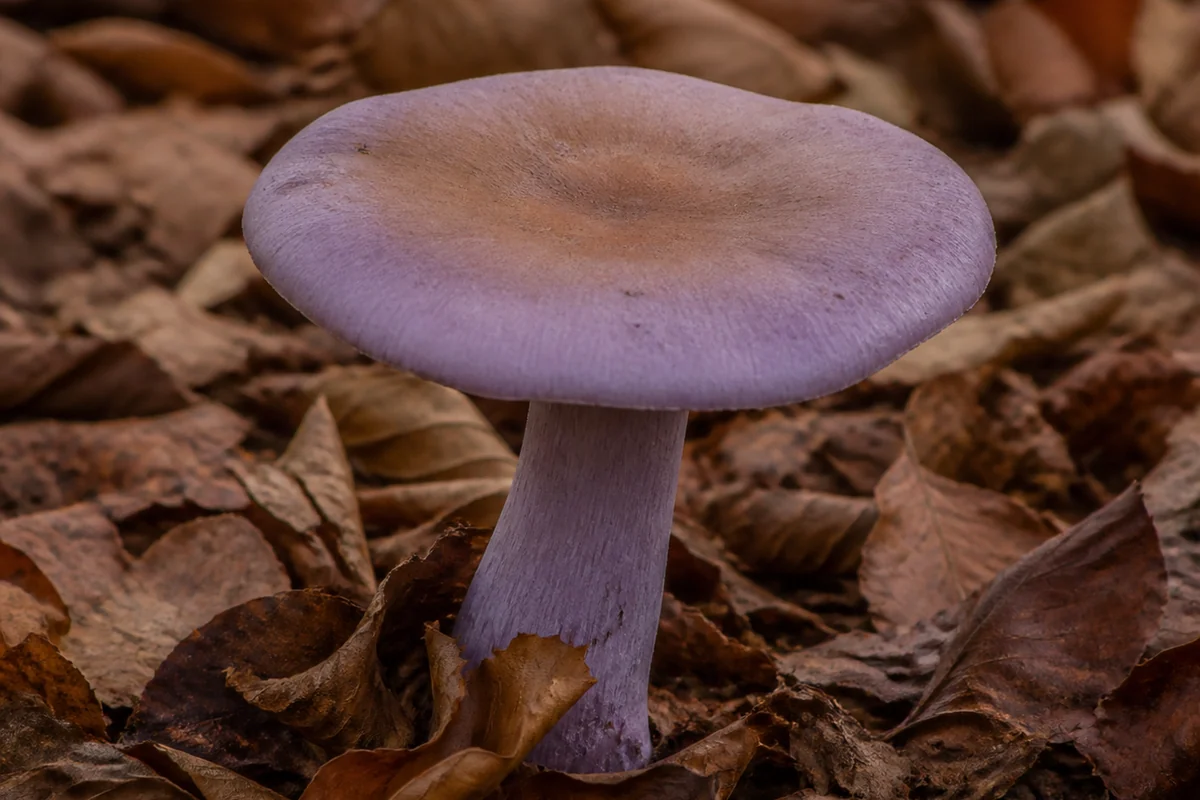 Wood blewit mushroom standing in brown beech leaf litter with a soft lilac violet cap and thick violet stem