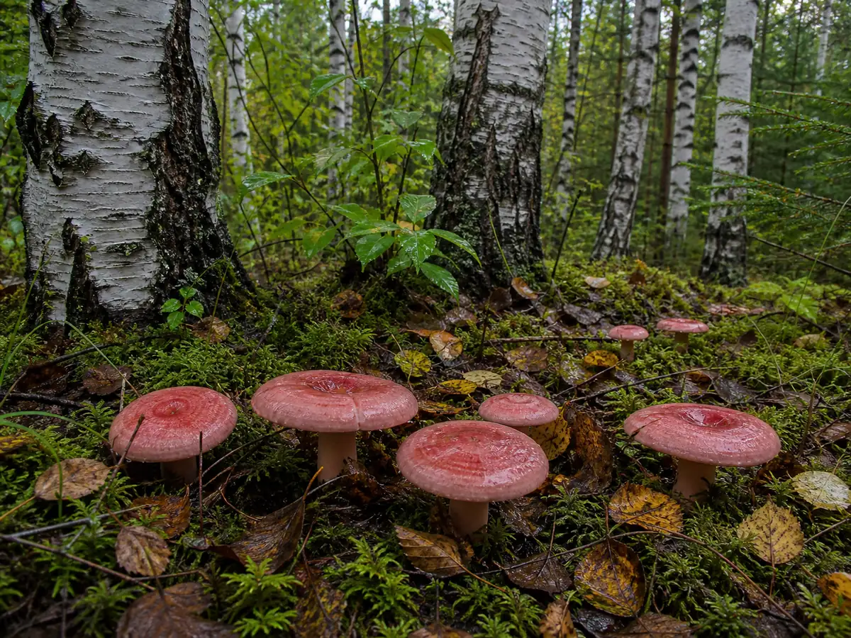 Woolly milkcaps among moss and fallen birch leaves beneath silver birch roots