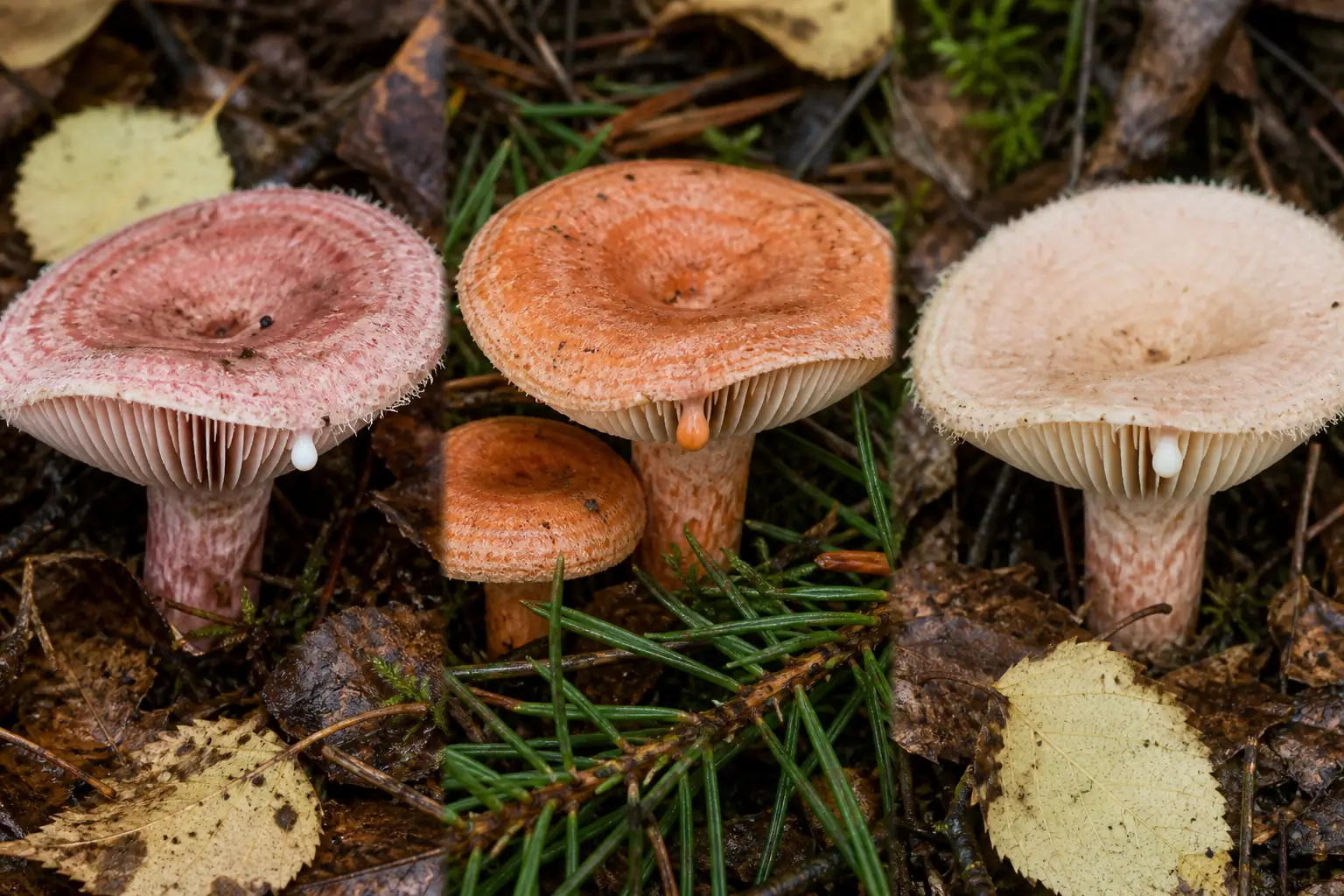 Woolly milkcap beside an orange-latex saffron milkcap and a paler birch milkcap with cut gill edges