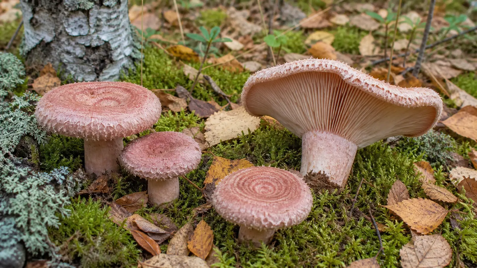 Pink zoned woolly milkcaps with shaggy inrolled margins among birch leaves