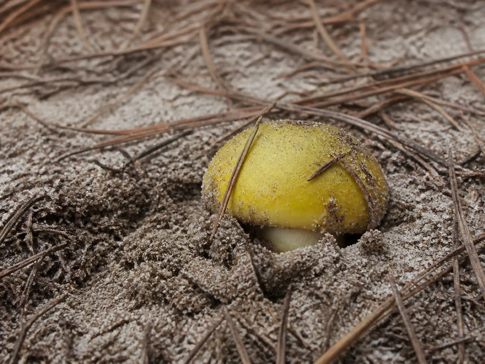 Ringless yellow knight partly buried in pale sand among pine needles, with the cap carrying grains of sand
