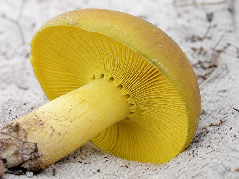 Underside of a yellow knight showing crowded yellow gills notched beside a pale yellow stem with no ring