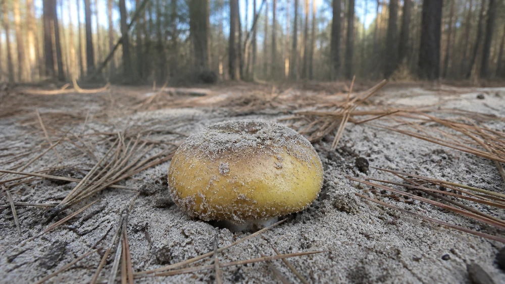 A yellow knight mushroom with a greenish yellow cap and bright yellow gills growing in sandy soil