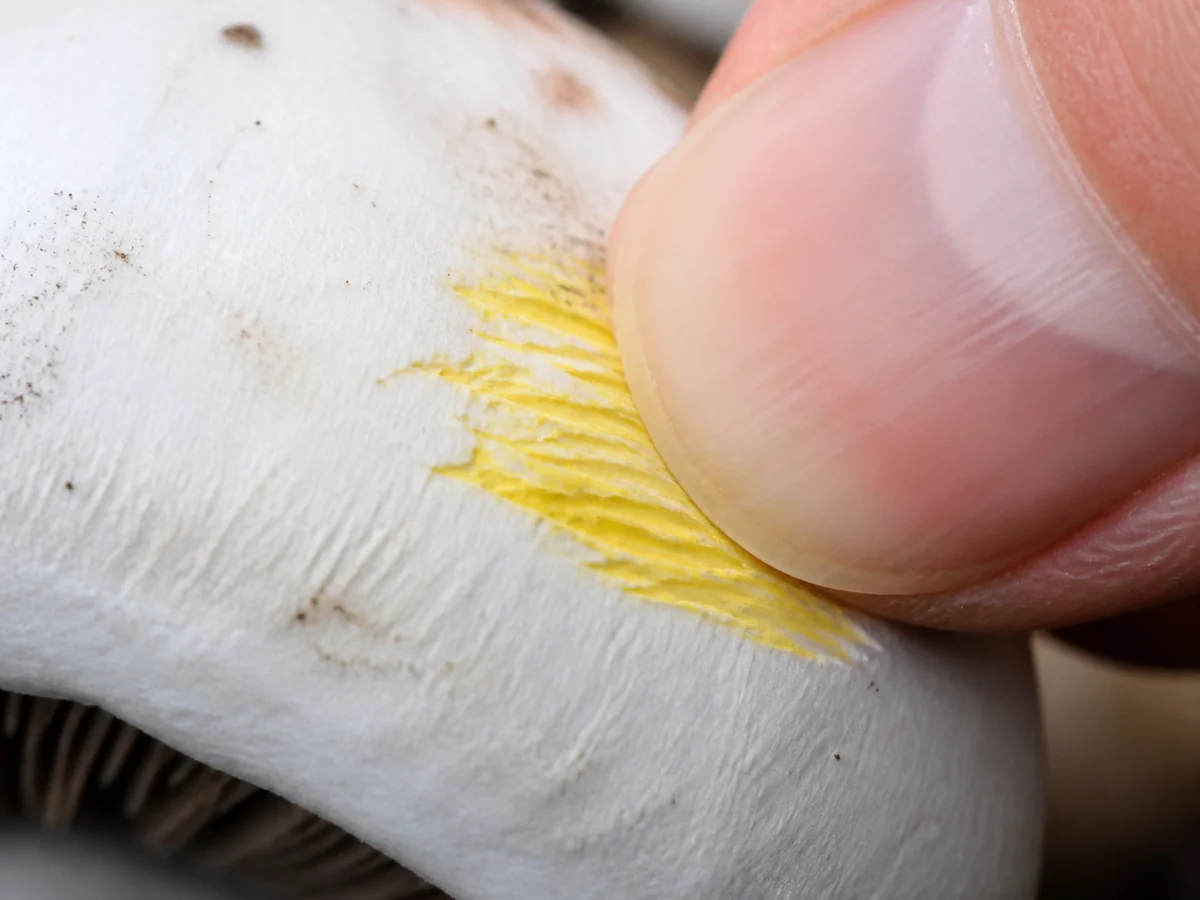 Extreme macro of a thumbnail scratching the edge of a white mushroom cap, the scratched area turning bright chrome yellow against the white surface
